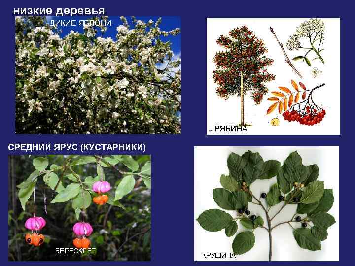 низкие деревья ДИКИЕ ЯБЛОНИ РЯБИНА СРЕДНИЙ ЯРУС (КУСТАРНИКИ) БЕРЕСКЛЕТ КРУШИНА 