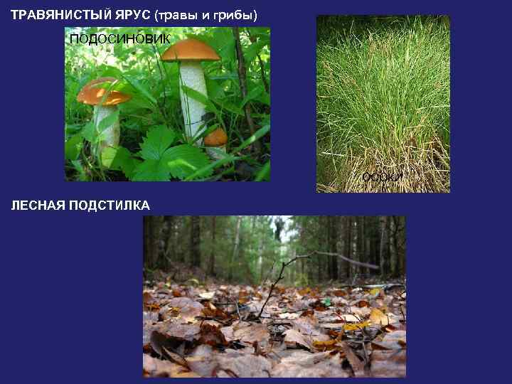 ТРАВЯНИСТЫЙ ЯРУС (травы и грибы) ПОДОСИНОВИК ОСОКИ ЛЕСНАЯ ПОДСТИЛКА 