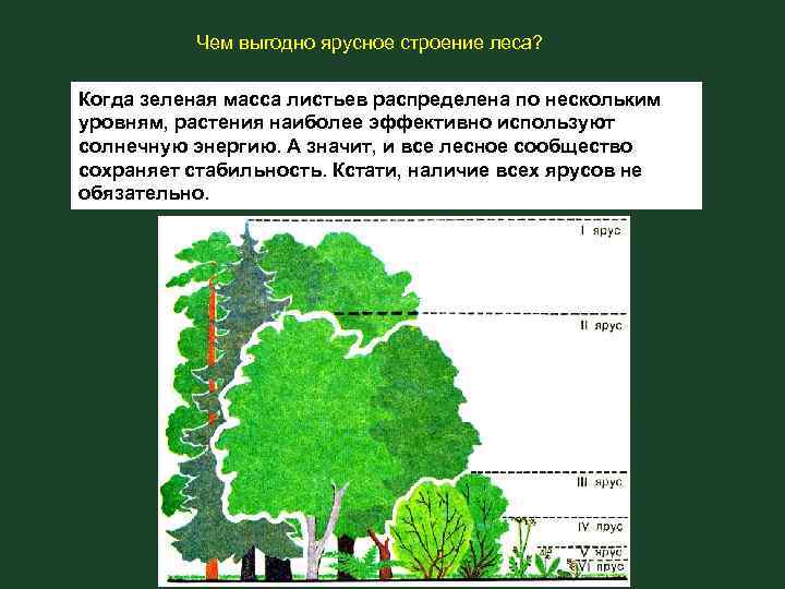 Чем выгодно ярусное строение леса? Когда зеленая масса листьев распределена по нескольким уровням, растения