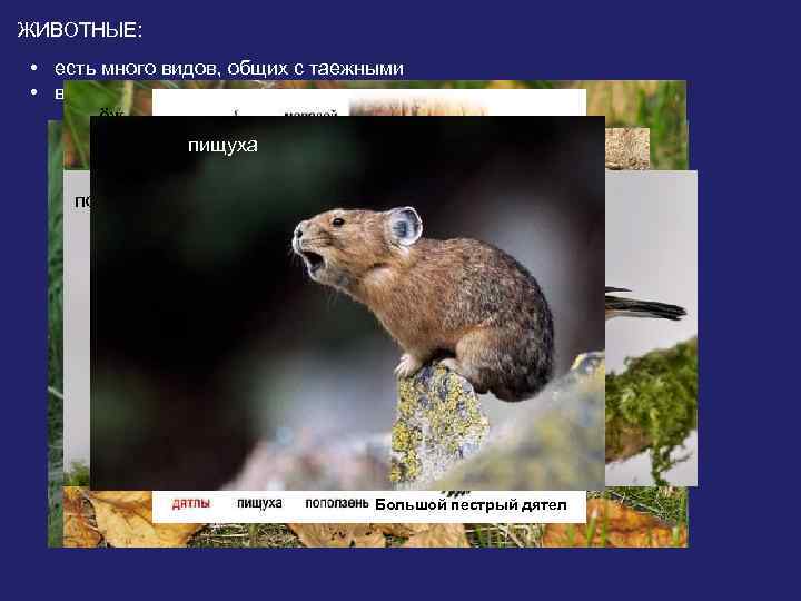 ЖИВОТНЫЕ: • есть много видов, общих с таежными • в смешанных лесах: ёж барсук