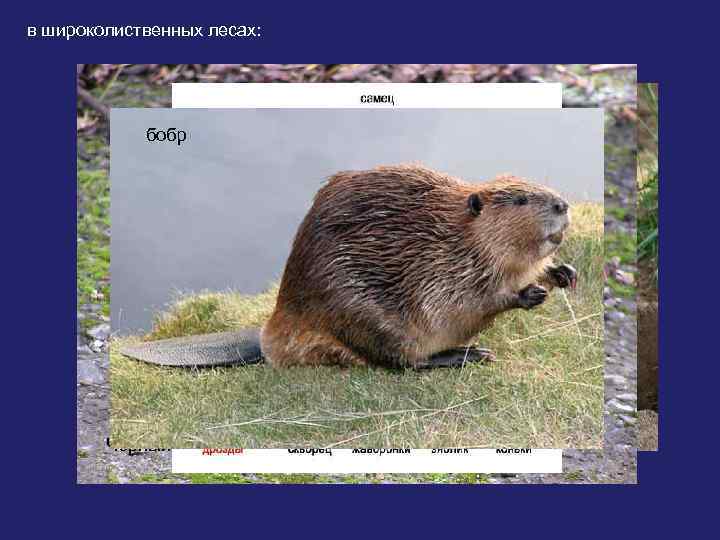 в широколиственных лесах: бобр норка Черный хорь Черный дрозд 