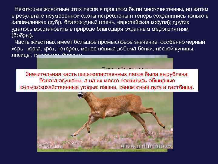 Некоторые животные этих лесов в прошлом были многочисленны, но затем в результате неумеренной охоты