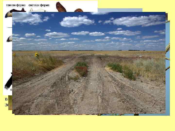 СТЕПЬ • • погода сухая, солнечная суслик суховеи влекут за собой длительную засуху Корсак