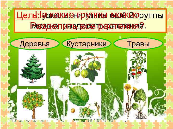 На какие группы можно Цель: узнать, на какие ещё 2 группы можно разделить растения.