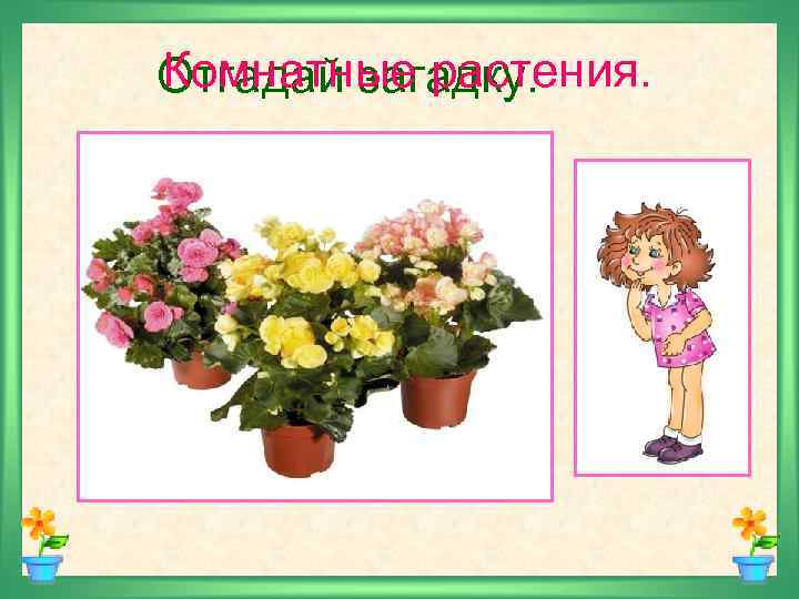 Комнатные растения. Отгадай загадку. Очищают воздух, Создают уют, На окнах зеленеют И зимой цветут.