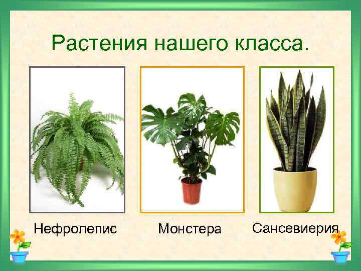 Растения нашего класса. Нефролепис Монстера Сансевиерия 