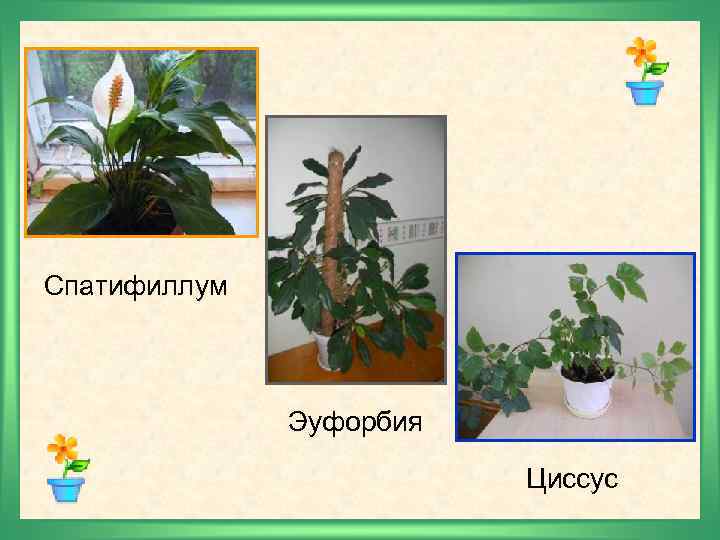 Спатифиллум Эуфорбия Циссус 