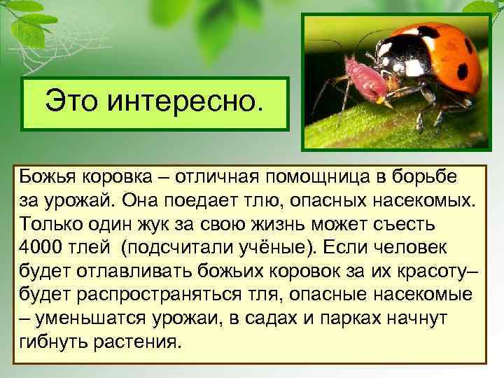 Это интересно. Божья коровка – отличная помощница в борьбе за урожай. Она поедает тлю,