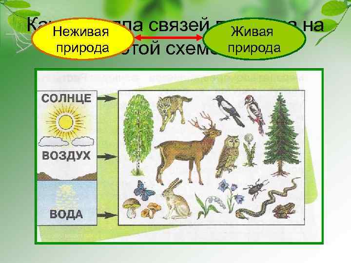 Какая группа связей показана на Неживая Живая природа этой схеме? природа 