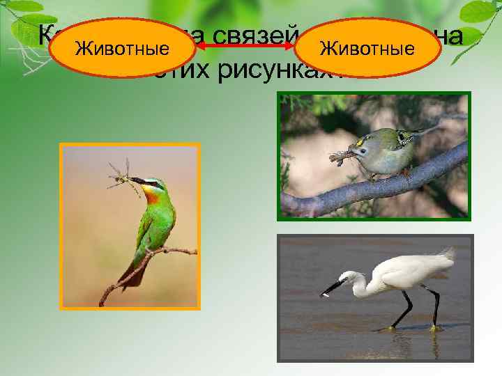 Какая группа связей показана на Животные этих рисунках? 