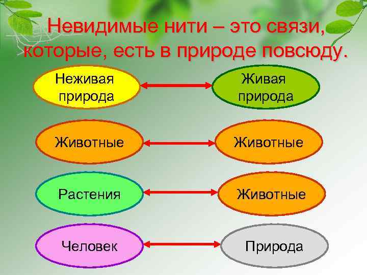 Невидимые нити – это связи, которые, есть в природе повсюду. Неживая природа Животные Растения