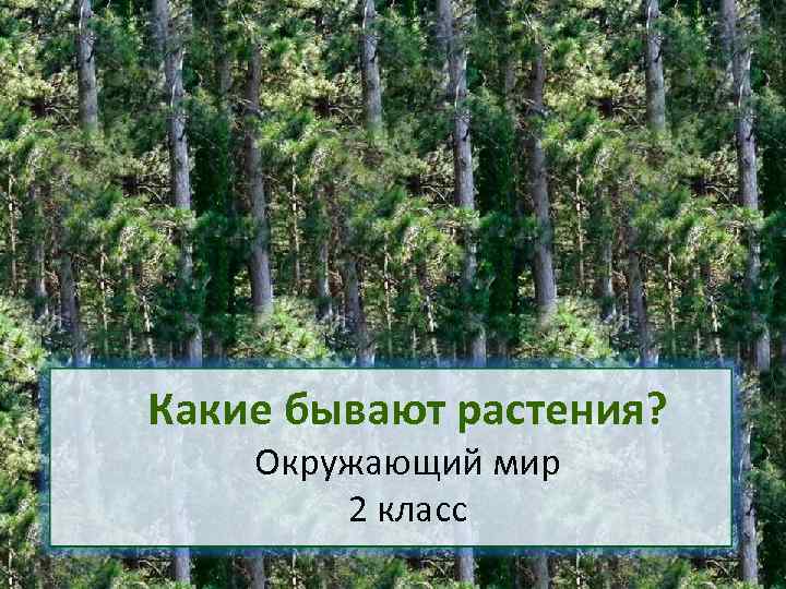 Какие бывают растения? Окружающий мир 2 класс 