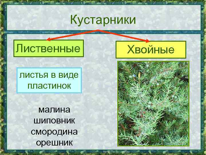 Кустарники Лиственные Хвойные листья в виде пластинок листья в виде хвоинок малина шиповник смородина