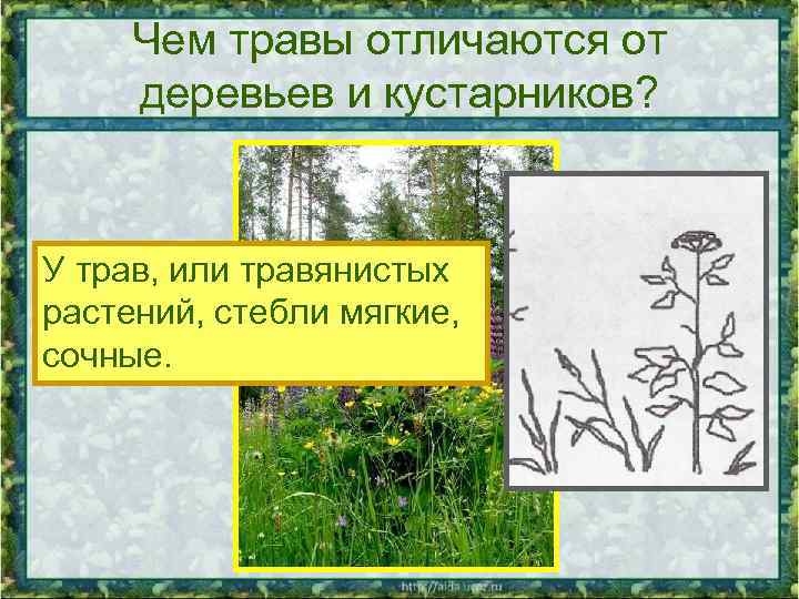 Чем травы отличаются от деревьев и кустарников? У трав, или травянистых растений, стебли мягкие,