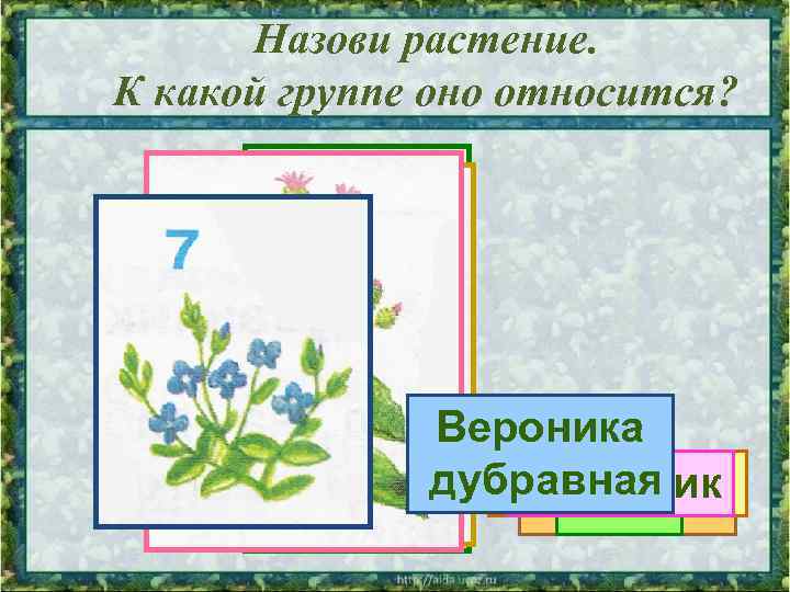 Назови растение. К какой группе оно относится? Вероника дубравная Одуванчик Репейник Калина Сосна Орешник