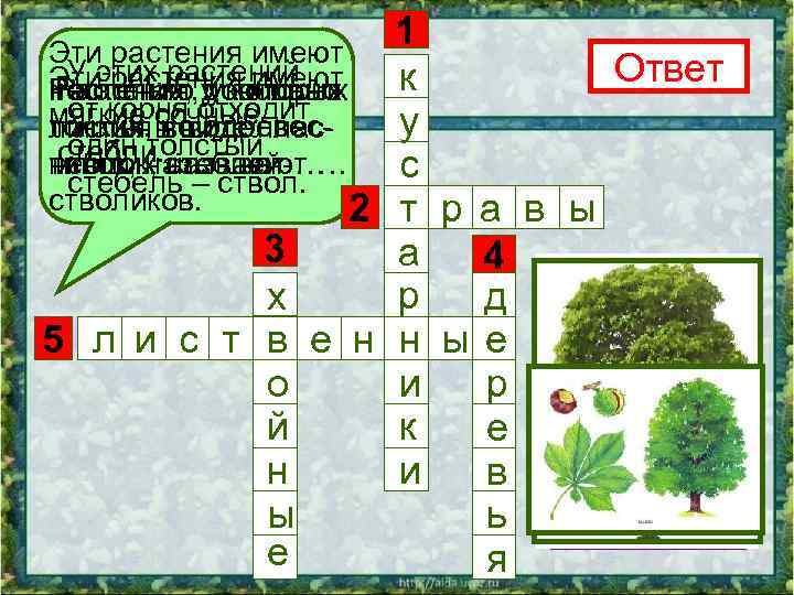 1 Эти растения имеют Ответ У этих растений Эти растения имеют к несколько у