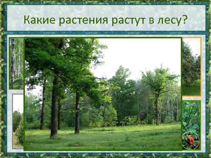 Какие растения растут в лесу? 