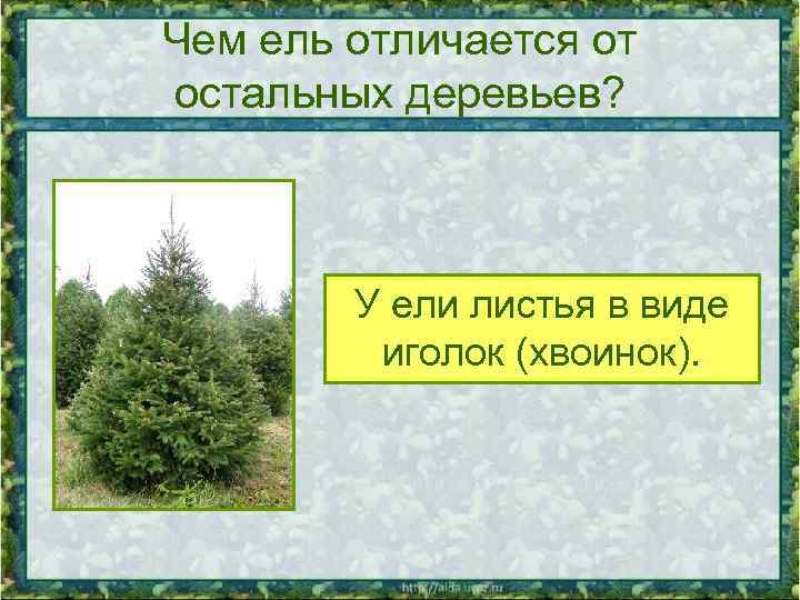 Чем ель отличается от остальных деревьев? У ели листья в виде иголок (хвоинок). 