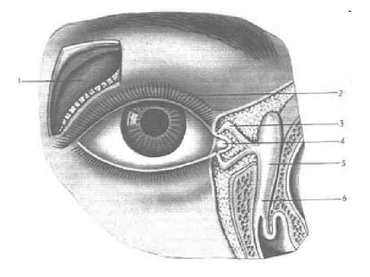 Брови аппарат глаза. Носослезный мешок анатомия. Вспомогательный аппарат глаза. Слезный аппарат глаза человека.