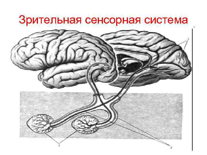 Зрительная сенсорная система 
