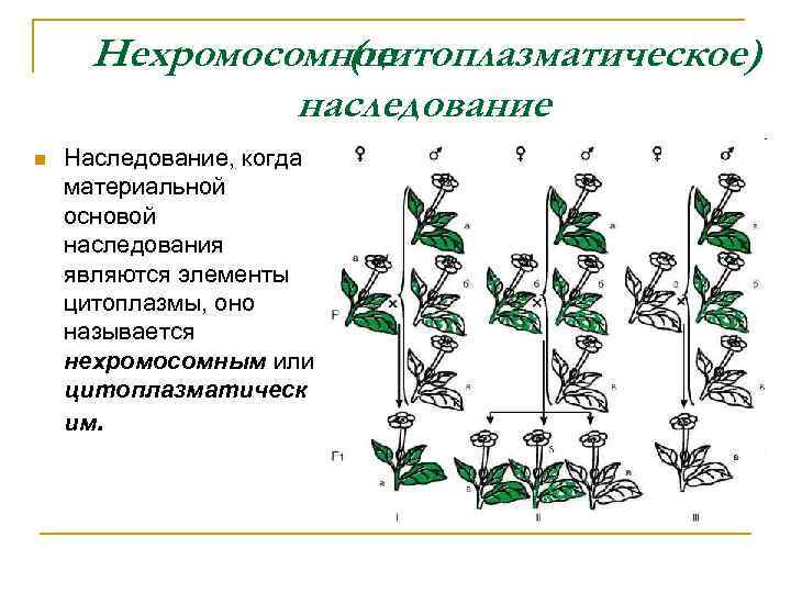 Цитоплазматическая изменчивость презентация