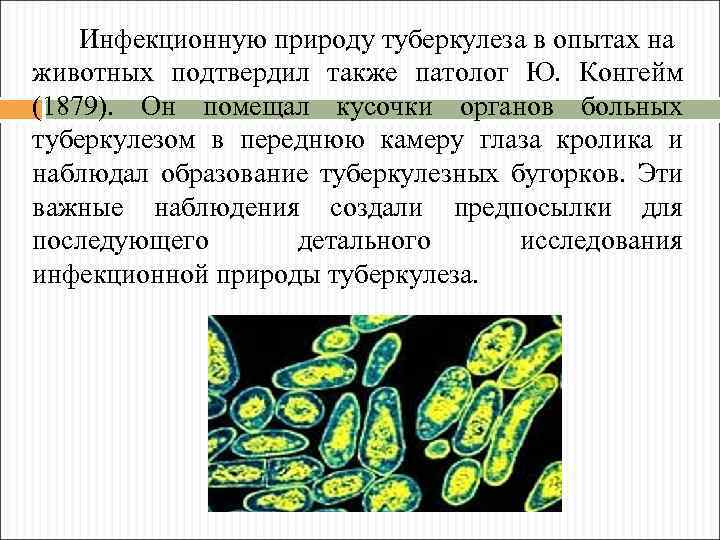 Инфекционную природу туберкулеза в опытах на животных подтвердил также патолог Ю. Конгейм (1879). Он