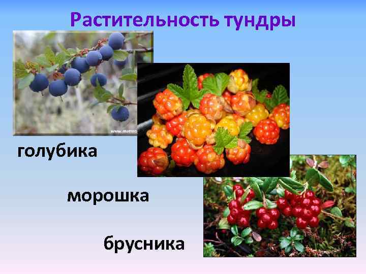 Растительность тундры голубика морошка брусника 