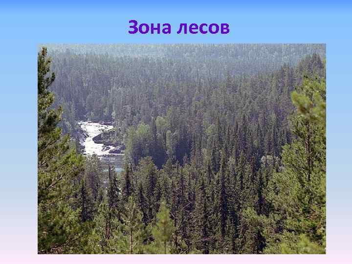 Зона лесов 
