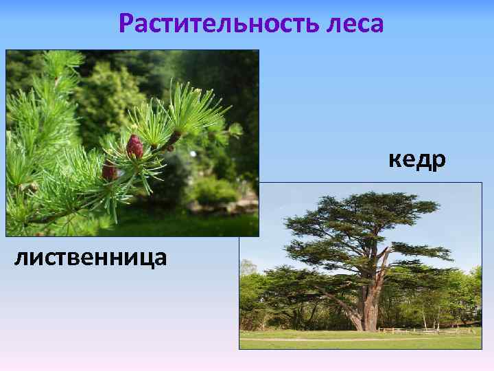 Растительность леса кедр лиственница 