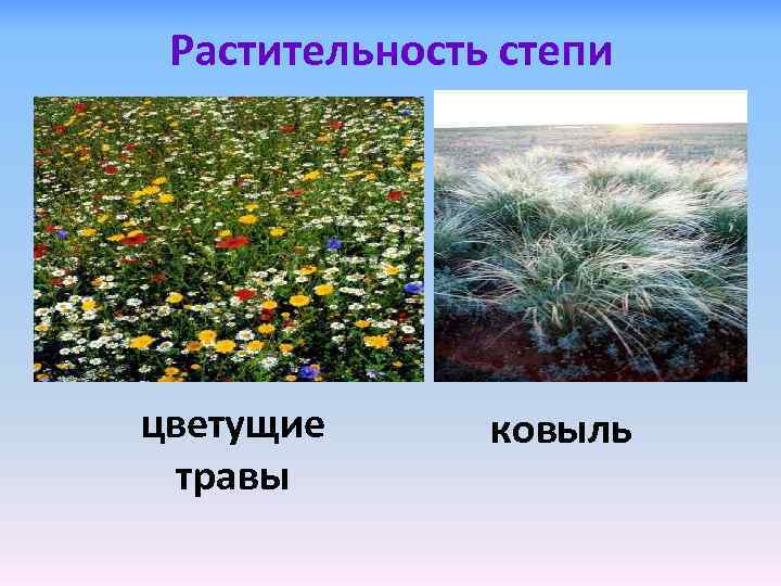 Растительность степи цветущие травы ковыль 
