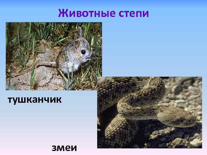 Животные степи тушканчик змеи 