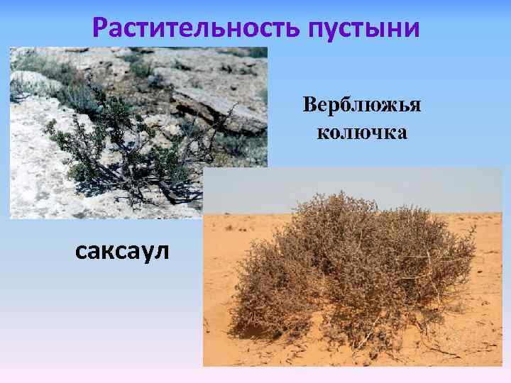 Растительность пустыни Верблюжья колючка саксаул 