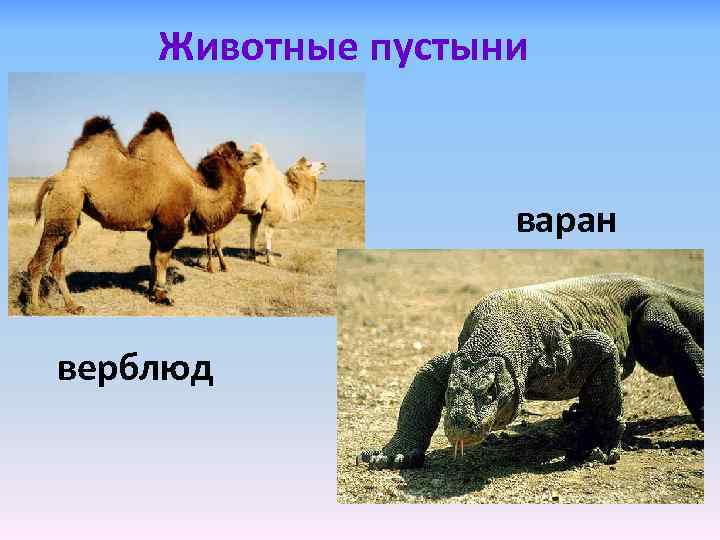 Животные пустыни варан верблюд 