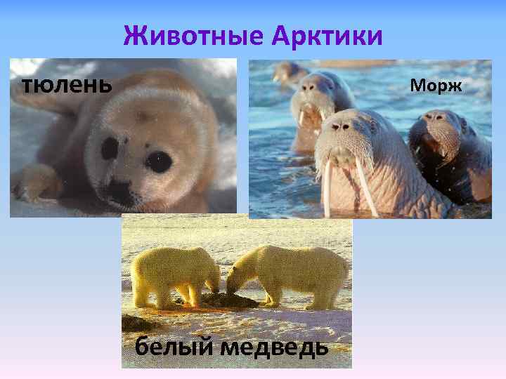 Животные Арктики тюлень Морж белый медведь 
