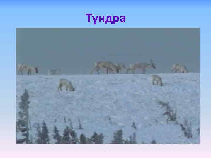 Тундра . 