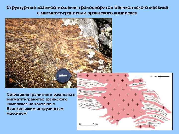 Структурные взаимоотношения гранодиоритов Баянкольского массива с мигматит-гранитами эрзинского комплекса Сегрегация гранитного расплава в мигматит-гранитах