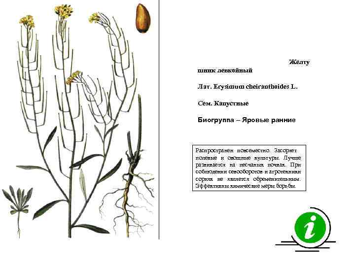 Желту шник левкойный Лат. Erysimum cheiranthoides L. Сем. Капустные Биогруппа – Яровые ранние Распространен