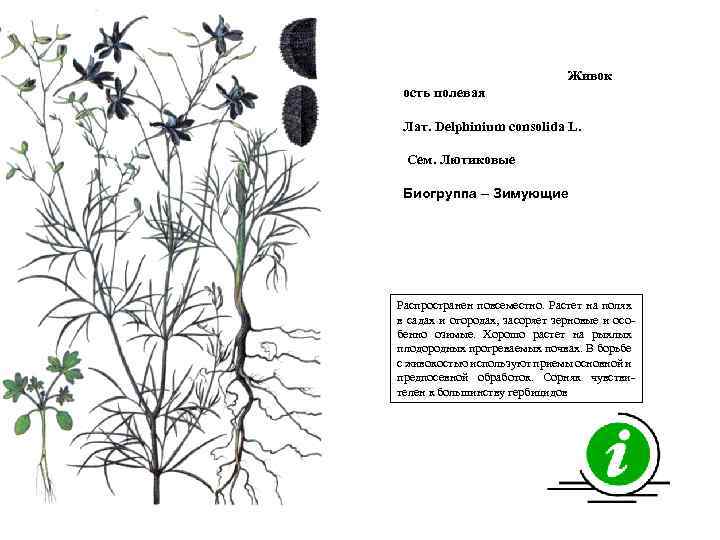 Живок ость полевая Лат. Delphinium consolida L. Сем. Лютиковые Биогруппа – Зимующие Распространен повсеместно.