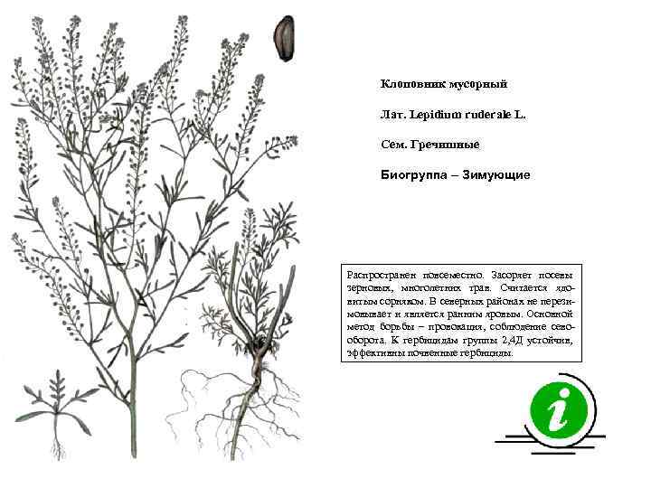 Клоповник мусорный Лат. Lepidium ruderale L. Сем. Гречишные Биогруппа – Зимующие Распространен повсеместно. Засоряет