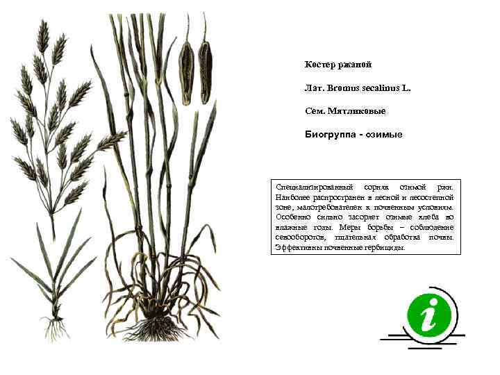 Костер ржаной Лат. Bromus secalinus L. Сем. Мятликовые Биогруппа - озимые Специализированный сорняк озимой