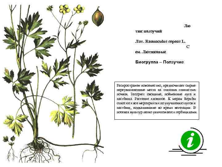 Лю тик ползучий Лат. Ranunculus repens L. С ем. Лютиковые Биогруппа – Ползучие Распространен