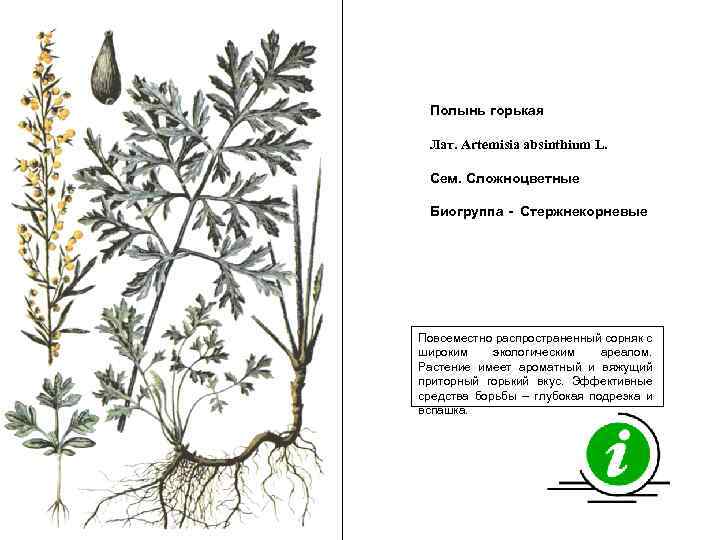 Полынь горькая Лат. Artemisia absinthium L. Сем. Сложноцветные Биогруппа - Стержнекорневые Повсеместно распространенный сорняк