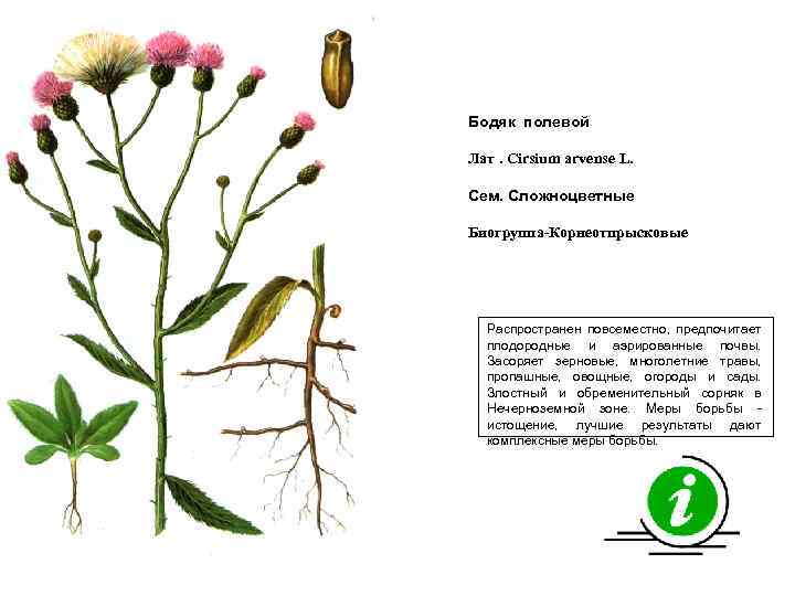 Бодяк полевой Лат. Cirsium arvense L. Сем. Сложноцветные Биогруппа-Корнеотпрысковые Распространен повсеместно, предпочитает плодородные и