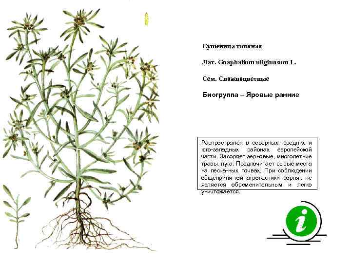 Сушеница топяная Лат. Gnaphalium uliginosum L. Сем. Сложноцветные Биогруппа – Яровые ранние Распространен в