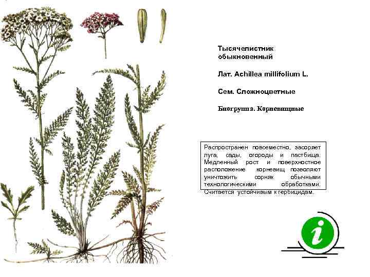 Тысячелистник обыкновенный Лат. Achillea millifolium L. Сем. Сложноцветные Биогруппа. Корневищные Распространен повсеместно, засоряет луга,