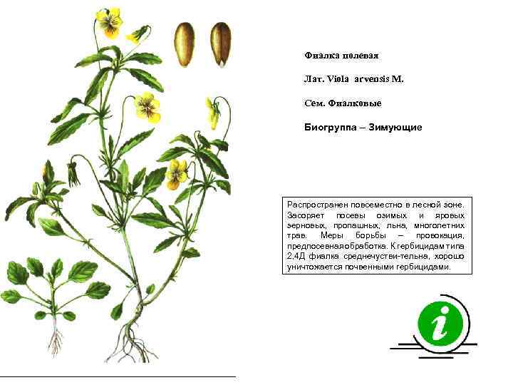Фиалка полевая Лат. Viola arvensis M. Сем. Фиалковые Биогруппа – Зимующие Распространен повсеместно в