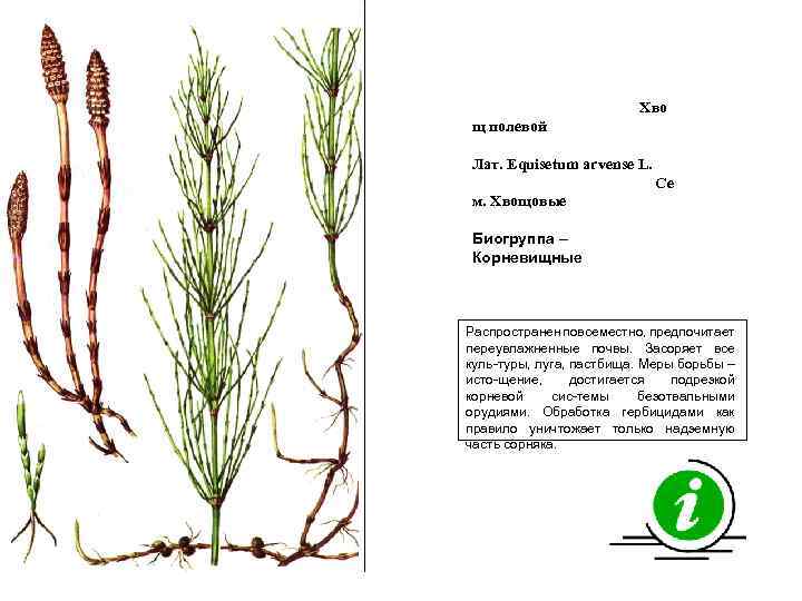 Хво щ полевой Лат. Equisetum arvense L. Се м. Хвощовые Биогруппа – Корневищные Распространен
