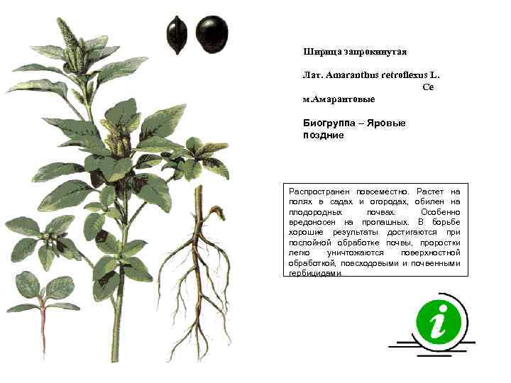 Ширица запрокинутая Лат. Amaranthus retroflexus L. Се м. Амарантовые Биогруппа – Яровые поздние Распространен
