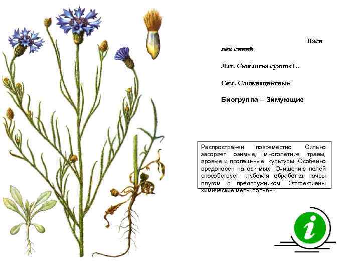 Васи лек синий Лат. Centaurea cyanus L. Сем. Сложноцветные Биогруппа – Зимующие Распространен повсеместно.