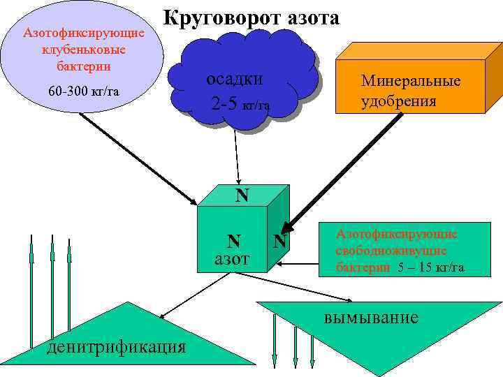 Азотофиксирующие клубеньковые бактерии Круговорот азота 60 -300 кг/га осадки 2 -5 кг/га Минеральные удобрения